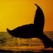 Un estudio revela cómo las adaptaciones marinas explican la longevidad de ballenas y aves oceánicas – EFEverde