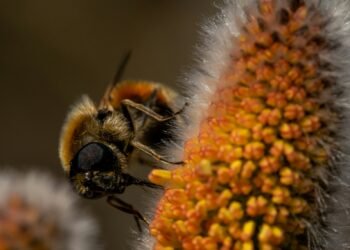 Día Mundial de las Abejas: cómo estos polinizadores contribuyen en un 60% al crecimiento de la producción de cítricos