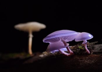 Dónde están y cómo son los hongos más sorprendentes del mundo