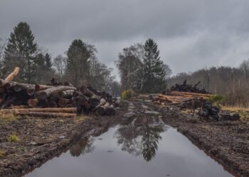 Bolivia escala al segundo puesto mundial en pérdida de bosques: incendios y agroindustria devastan su biodiversidad