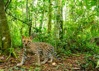 Biodiversidad a distintas escalas, no todo es ni da lo mismo