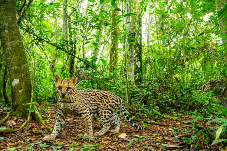 Biodiversidad a distintas escalas, no todo es ni da lo mismo
