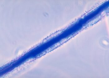 El hongo tóxico de la maldición de Tutankamón se convierte en un aliado contra el cáncer