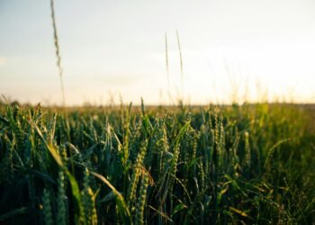 El cambio climático amenaza la seguridad alimentaria global: cultivos básicos podrían reducir su rendimiento hasta un 24% para 2100