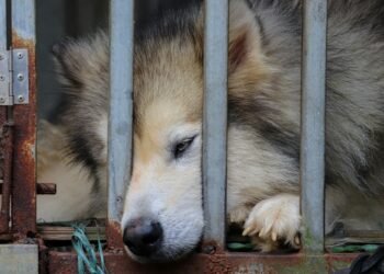 Italia da un paso histórico: aprueba una ley que endurece las penas por maltrato animal