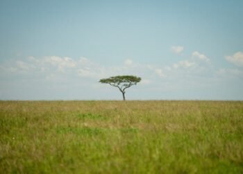 Día Mundial de lucha contra la Desertificación y la Sequía: el papel de los pastizales y sabanas naturales