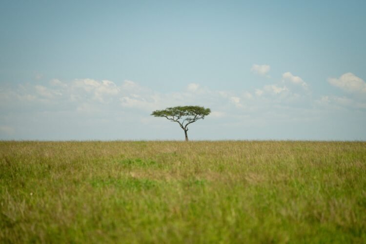 Día Mundial de lucha contra la Desertificación y la Sequía: el papel de los pastizales y sabanas naturales