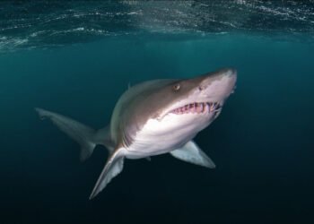 Tiburones y rayas: identifican áreas importantes del Atlántico Sudoccidental para su conservación