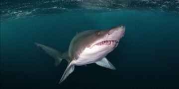 Tiburones y rayas: identifican áreas importantes del Atlántico Sudoccidental para su conservación