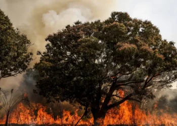Se redujo un 65,8% el área quemada en Brasil en el primer semestre