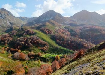 Una investigación revela que los bosques con más diversidad son más estables frente el cambio climático
