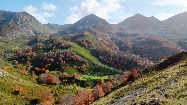 Una investigación revela que los bosques con más diversidad son más estables frente el cambio climático