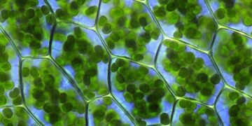 Fondo de Cali: avances y dudas sobre los 1000 millones para proteger la biodiversidad