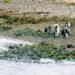 Punta Tombo: La masacre de pingüinos que clama por una ley de ecocidio en Argentina