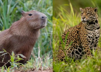 Lo sabemos: el yaguareté y el carpincho llegaron primero: ¿cómo gestionamos la convivencia?