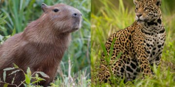 Lo sabemos: el yaguareté y el carpincho llegaron primero: ¿cómo gestionamos la convivencia?