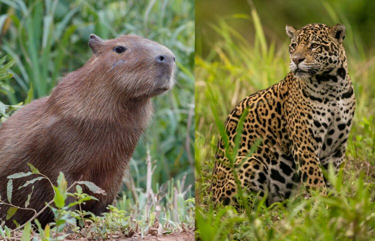 Lo sabemos: el yaguareté y el carpincho llegaron primero: ¿cómo gestionamos la convivencia?