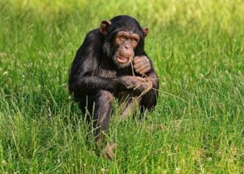 Los animales que usan plantas para curarse nos inspiran para descubrir nuevos fármacos