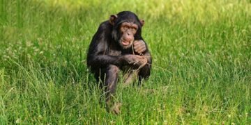 Los animales que usan plantas para curarse nos inspiran para descubrir nuevos fármacos