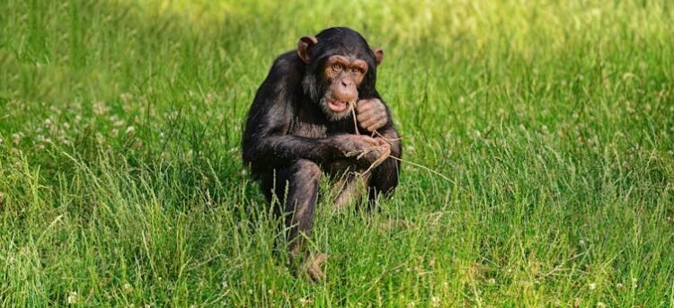 Los animales que usan plantas para curarse nos inspiran para descubrir nuevos fármacos