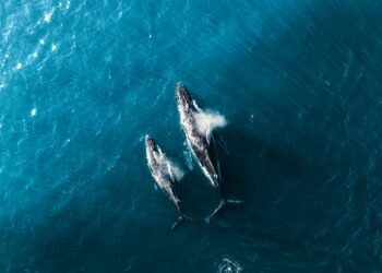 ¿Qué es la moratoria sobre la caza de ballenas y por qué es clave para su supervivencia?