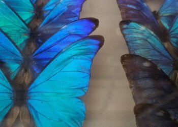 Vacaciones responsables: cómo el turismo puede proteger la vida silvestre