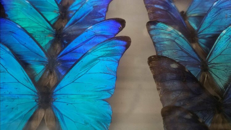 Vacaciones responsables: cómo el turismo puede proteger la vida silvestre