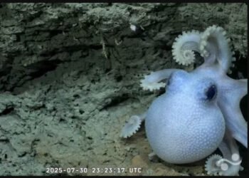 Sobre estrellas, pepinos, calamares y otros bichos refulgentes