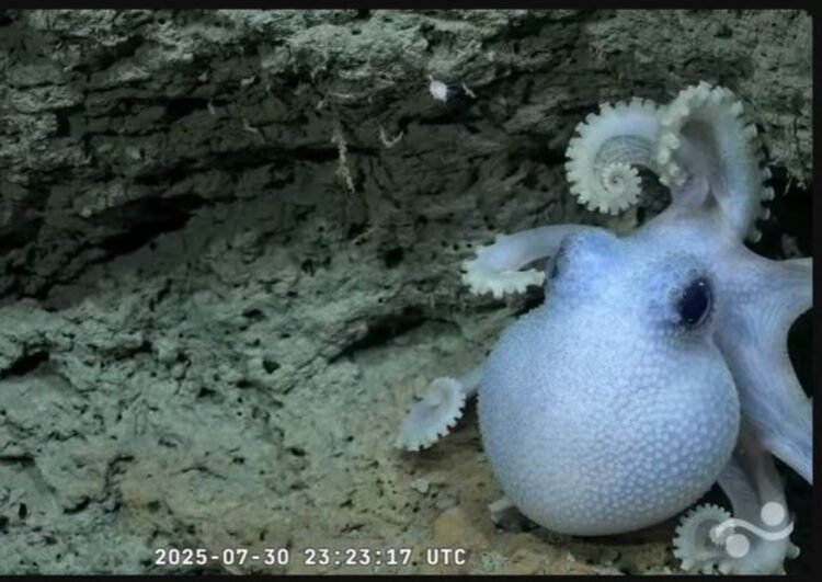 Sobre estrellas, pepinos, calamares y otros bichos refulgentes