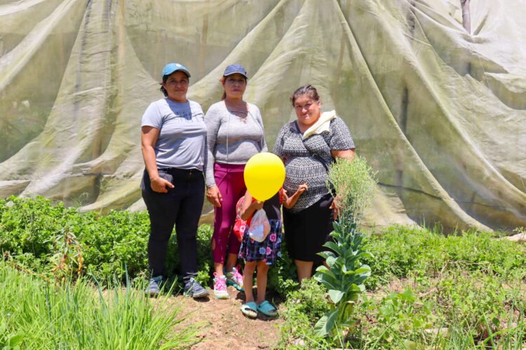 Huertos de autonomía: mujeres que siembran futuro