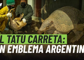 El Tatú Carreta: un emblema argentino