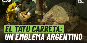 El Tatú Carreta: un emblema argentino