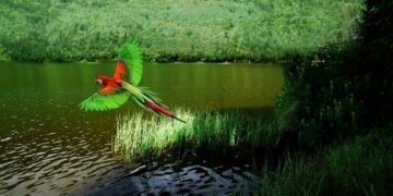 El cambio climático está reduciendo drásticamente las aves tropicales