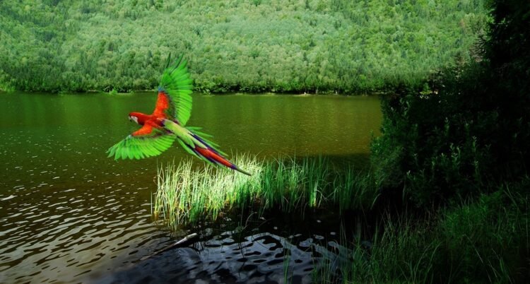 El cambio climático está reduciendo drásticamente las aves tropicales