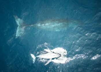 Un récord de ballenas en la Patagonia bajo amenaza petrolera