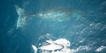 Un récord de ballenas en la Patagonia bajo amenaza petrolera