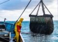 Se eliminan los subsidios a la pesca ilegal: un hecho histórico para el Atlántico Sur