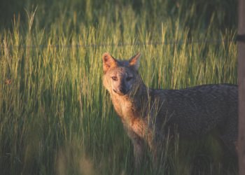 Producción y naturaleza en diálogo: Corrientes será sede regional del Programa Paisaje Productivo Protegido