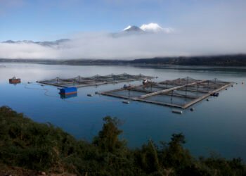 Radiografía de la salmonicultura en Chile: impactos ambientales y desafíos comunitarios
