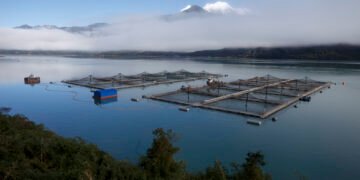 Radiografía de la salmonicultura en Chile: impactos ambientales y desafíos comunitarios