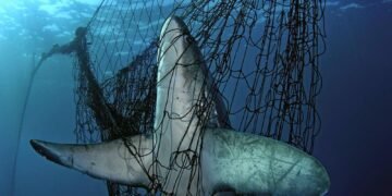 Pesca de arrastre: Argentina está entre los países que más destruyen el fondo del mar