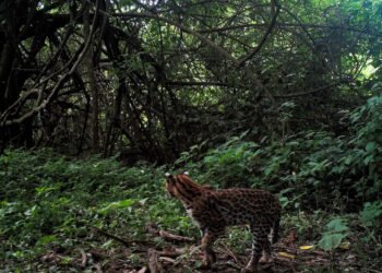 Conservar la biodiversidad: la naturaleza como aliada para mitigar el cambio climático