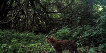 Conservar la biodiversidad: la naturaleza como aliada para mitigar el cambio climático