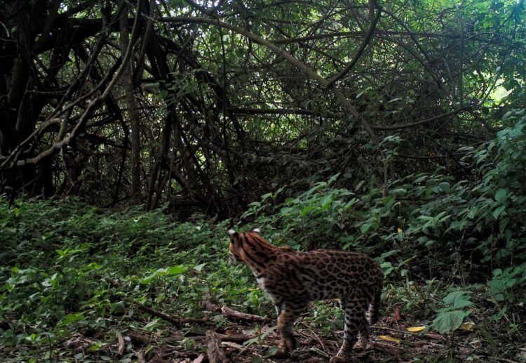 Conservar la biodiversidad: la naturaleza como aliada para mitigar el cambio climático