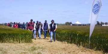 Cervecería y Maltería Quilmes presentó dos nuevas variedades de cebada e invirtió USD 6 millones