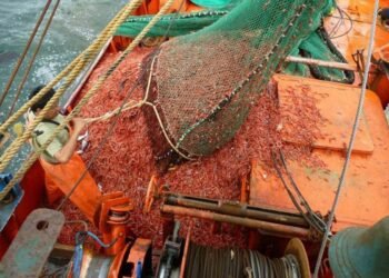 Coordinación o colapso: la advertencia del INIDEP que vuelve a exponer la fragilidad del manejo del langostino