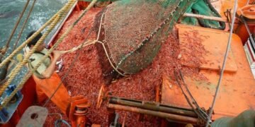 Preocupación por un informe del INIDEP que muestra señales de agotamiento del langostino