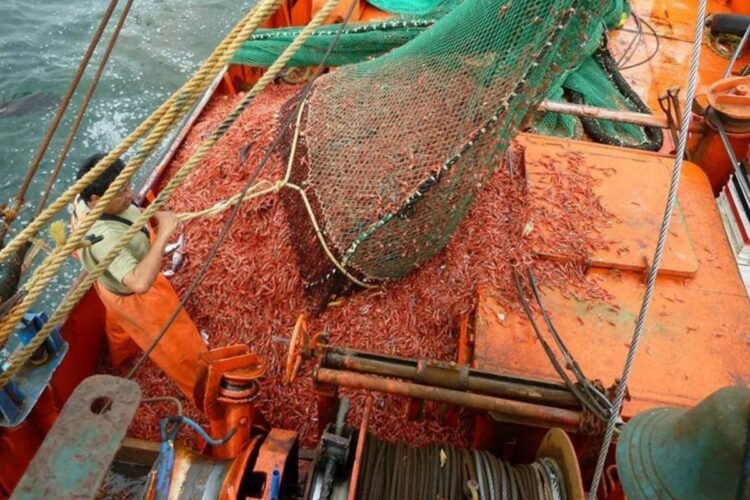 Preocupación por un informe del INIDEP que muestra señales de agotamiento del langostino