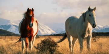 ¿Por qué la Patagonia puede ser un territorio clave para la lucha contra el cambio climático?