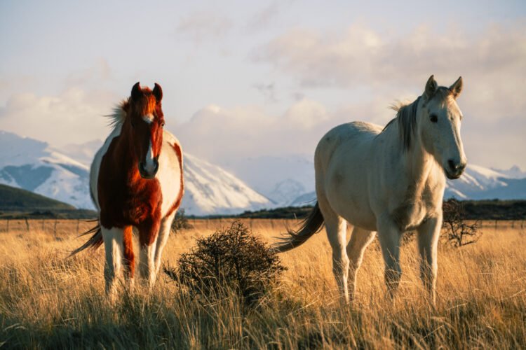 ¿Por qué la Patagonia puede ser un territorio clave para la lucha contra el cambio climático?